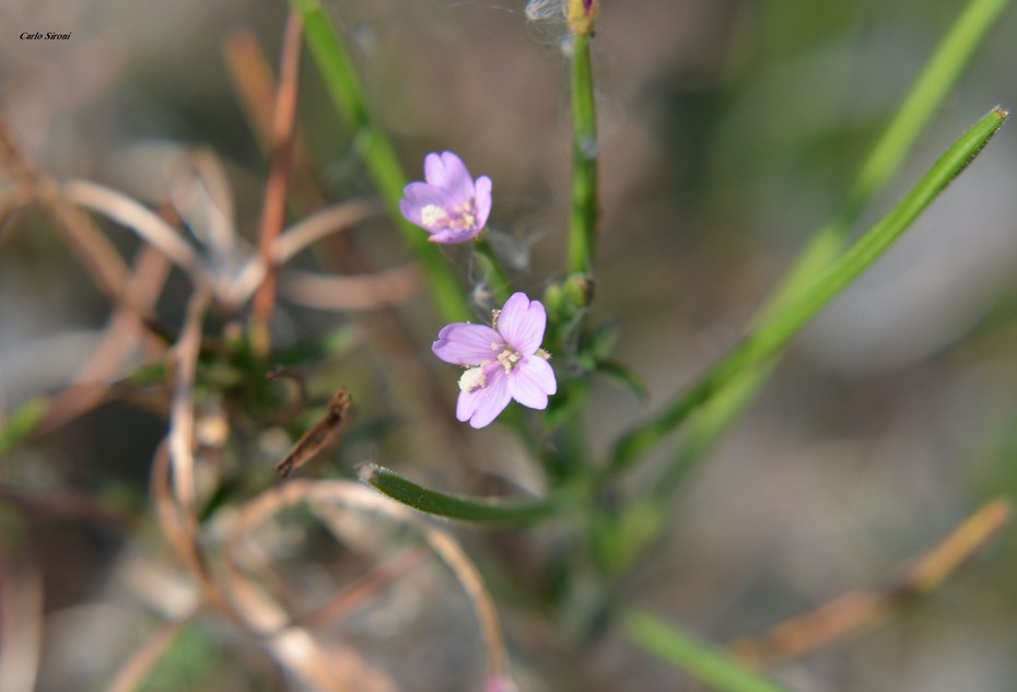 Erba ripariale? Epilobium sp.